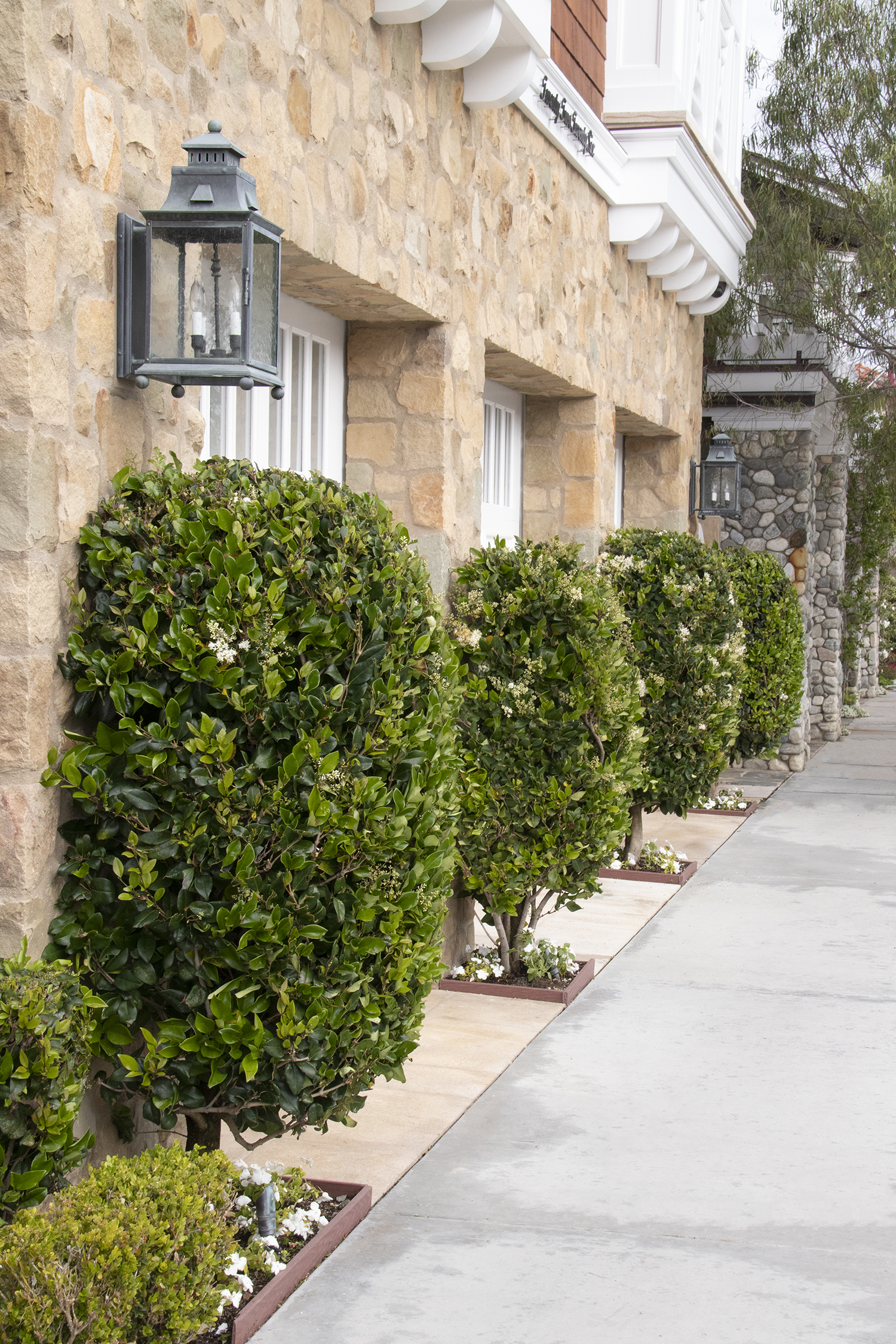 Ligustrum 'Texanum' Patio Tree – Desert Horizon Nursery
