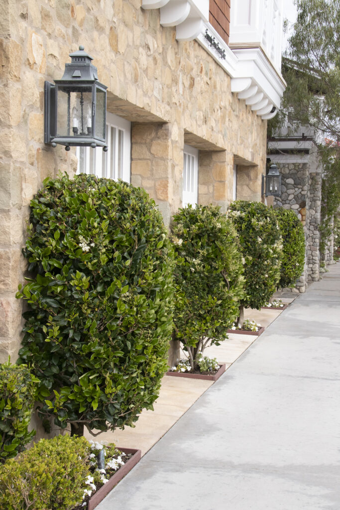 Ligustrum 'Texanum' – Desert Horizon Nursery