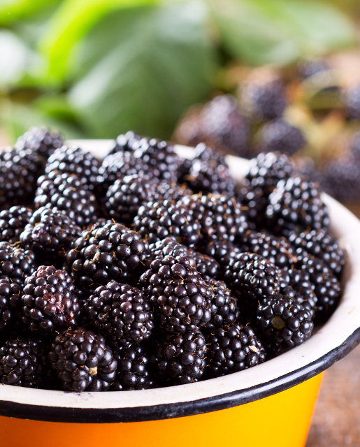 Boysenberry Thornless – Desert Horizon Nursery