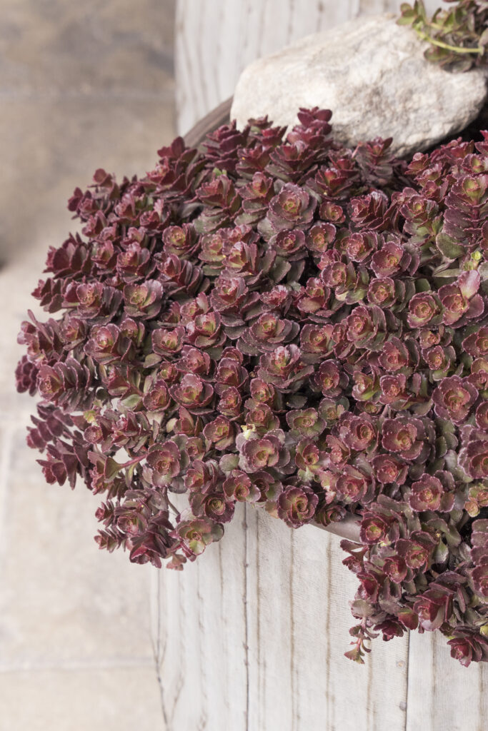 Sedum Bronze Carpet – Desert Horizon Nursery