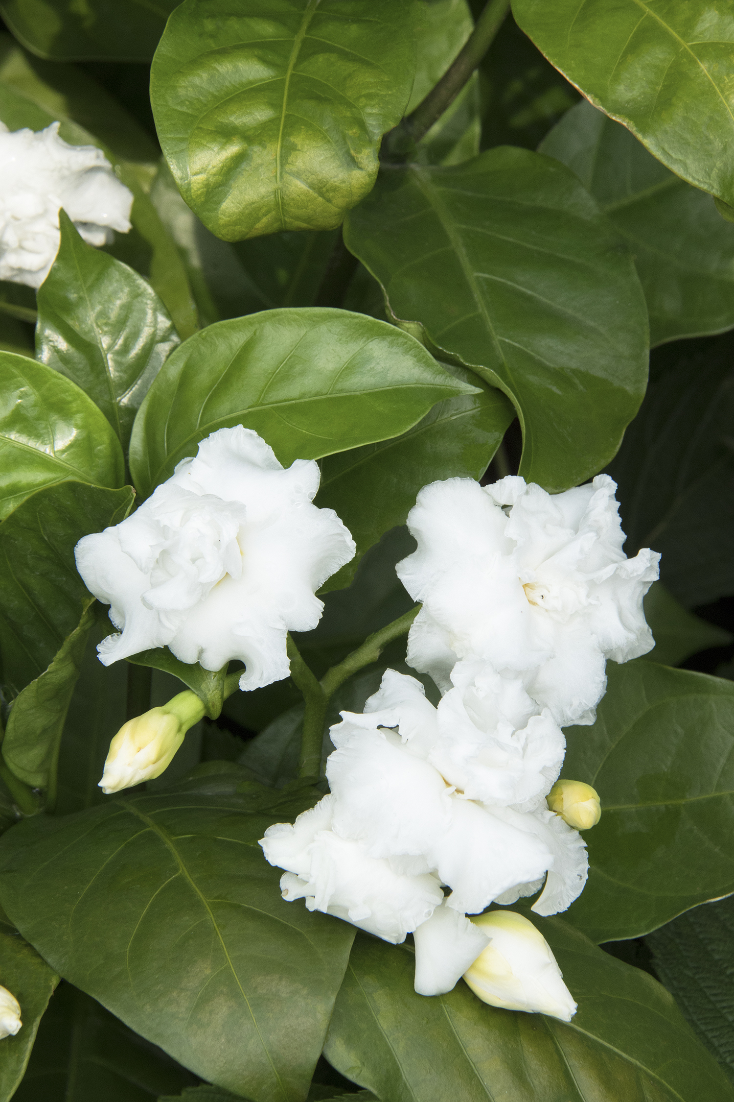 Tabernaemontana 'Double Crepe' – Desert Horizon Nursery