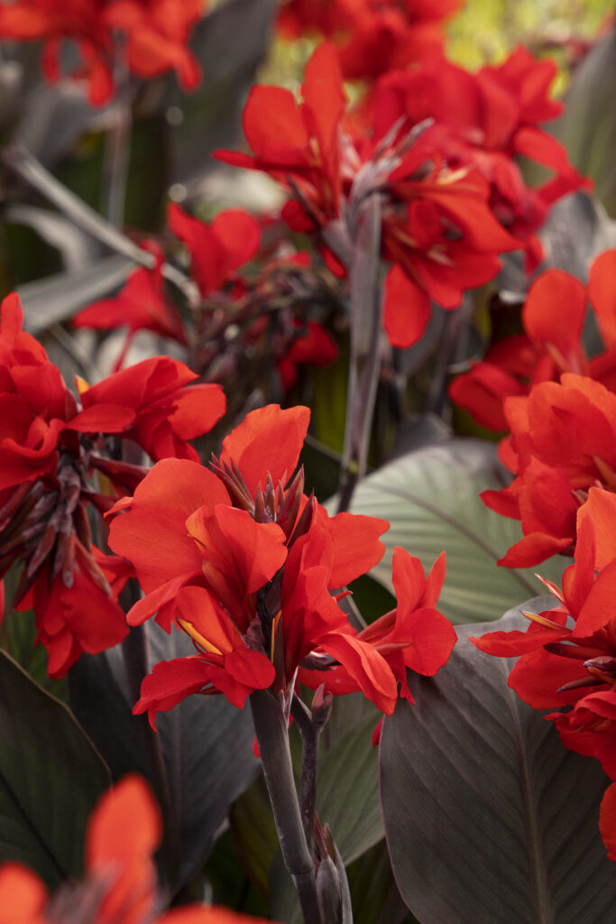 Canna X Gen CNNV Bronze Scarlet – Desert Horizon Nursery