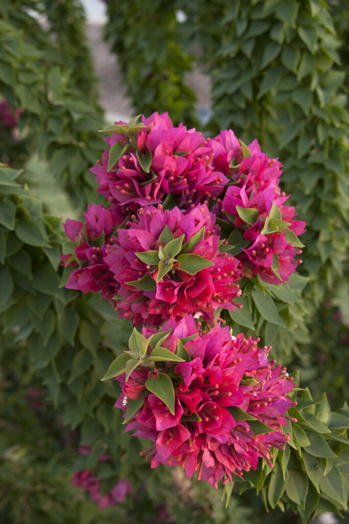 Bougainvillea 'Torch Glow' – Desert Horizon Nursery