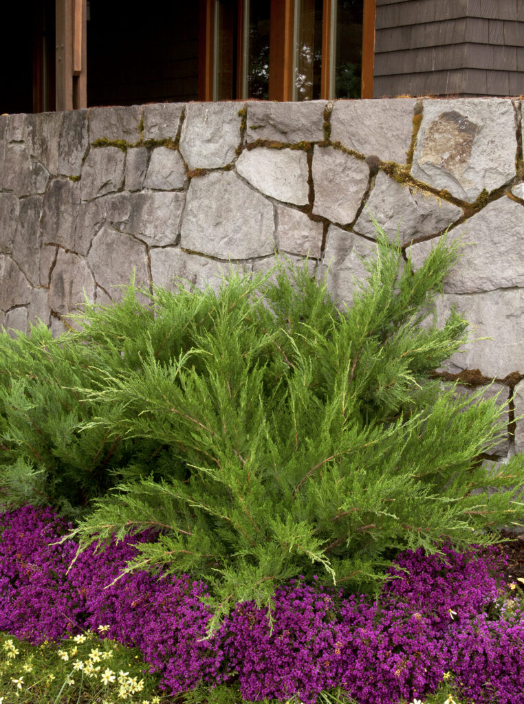 Mint Julep Juniper – Desert Horizon Nursery