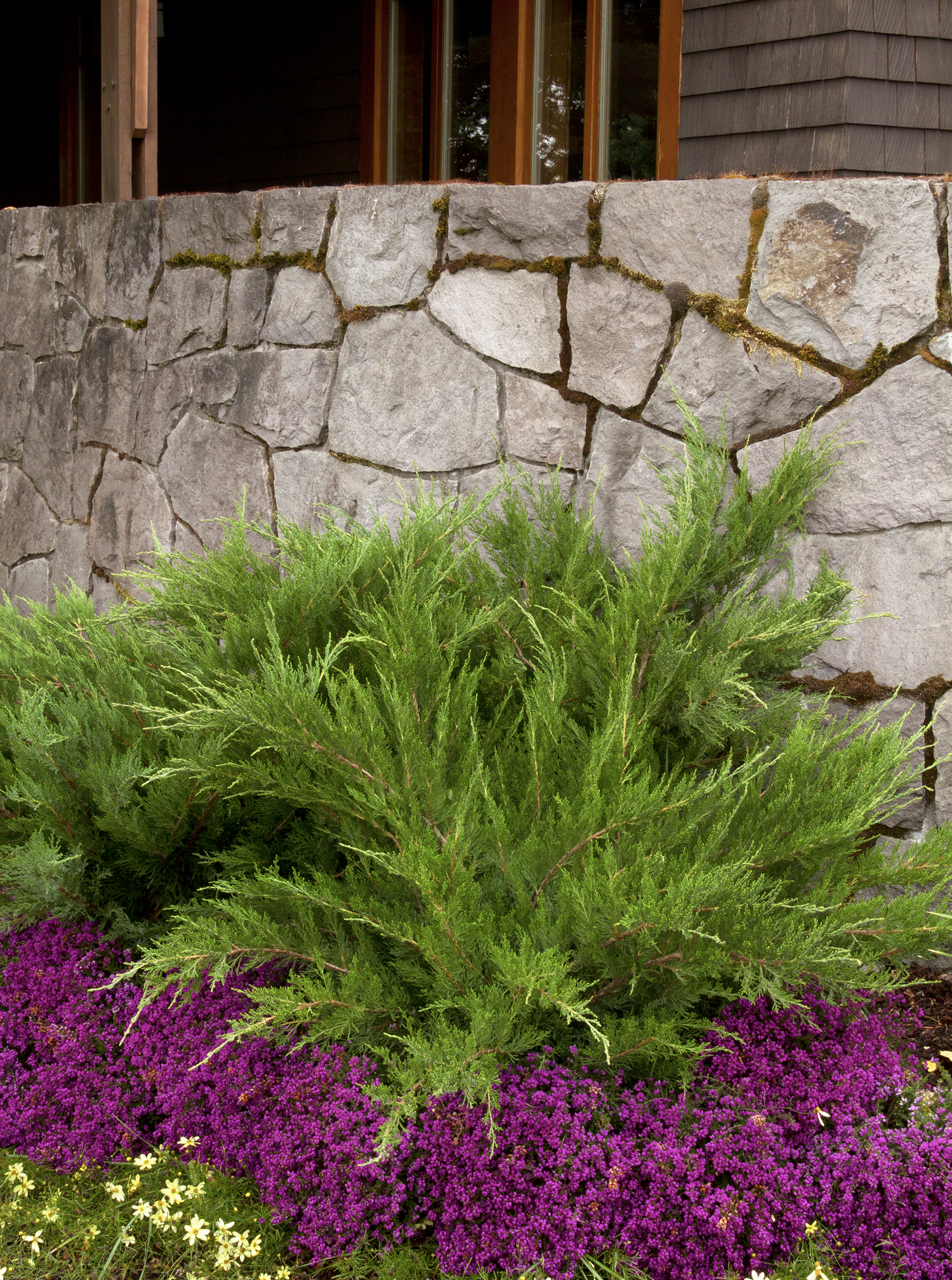 Mint Julep Juniper – Desert Horizon Nursery