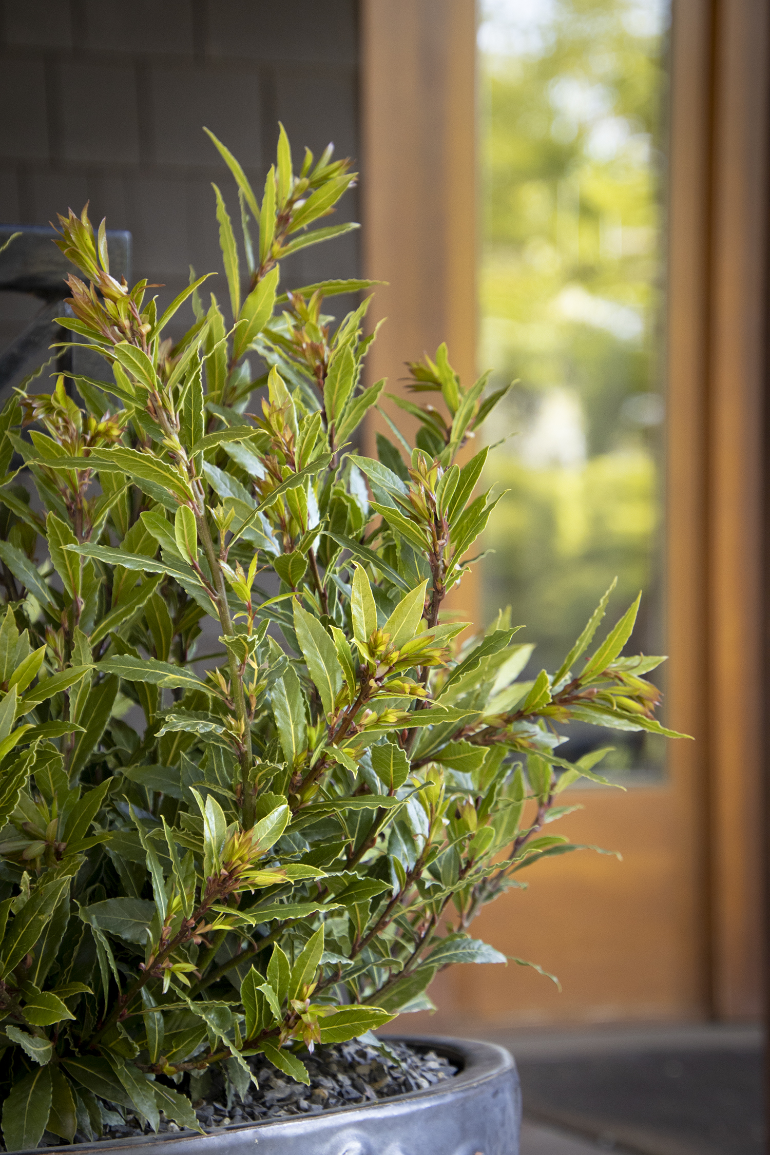 Bay Laurel 'Little Ragu' – Desert Horizon Nursery