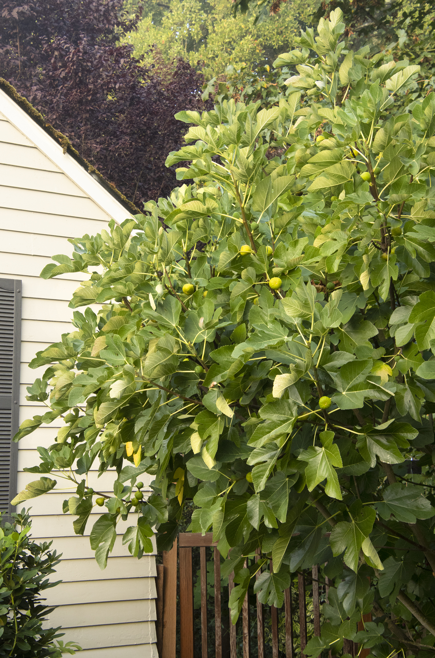 Kadota Fig – Desert Horizon Nursery