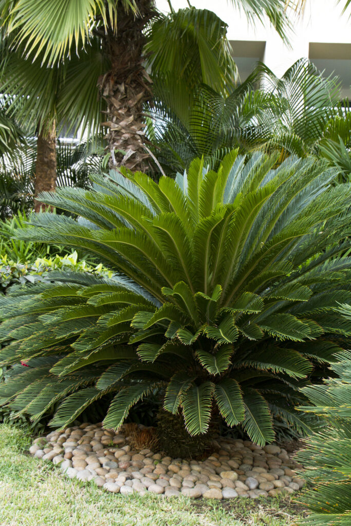 Sago Palm XL – Desert Horizon Nursery