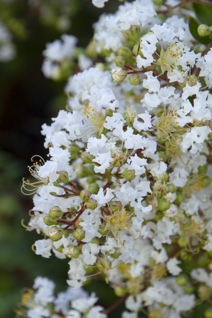 Natchez Crape Myrtle – Desert Horizon Nursery