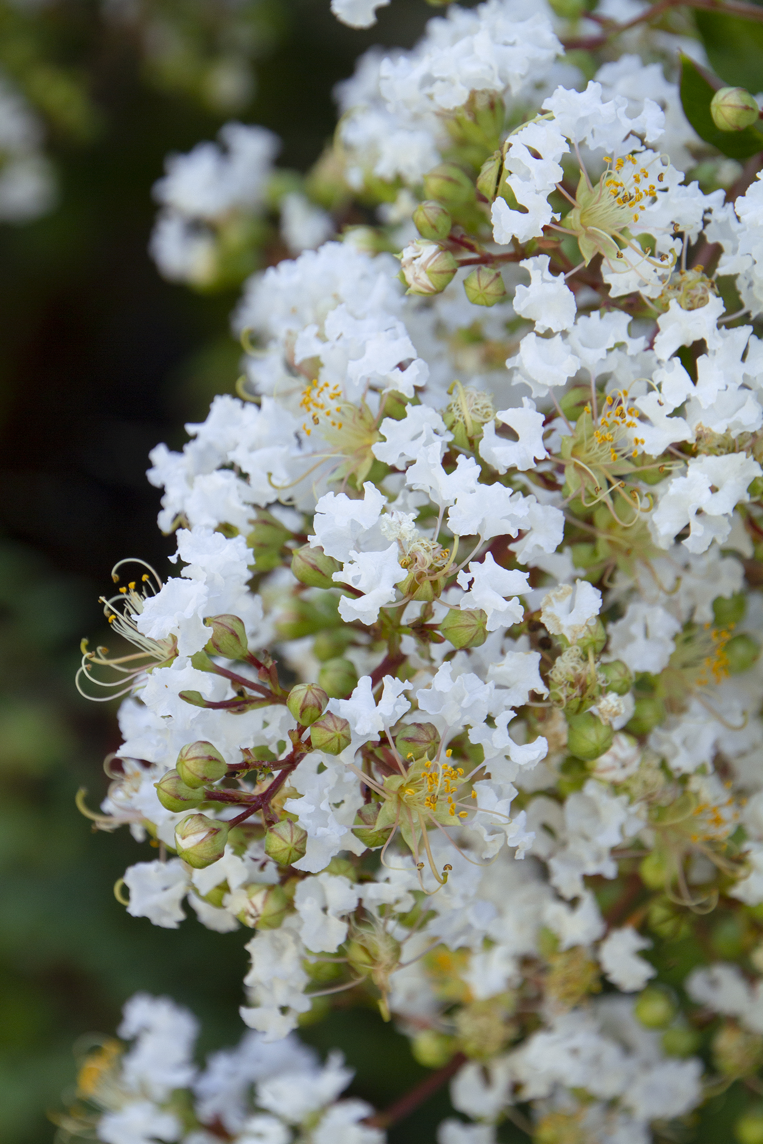 Crape Myrtle Natchez (White) – Desert Horizon Nursery
