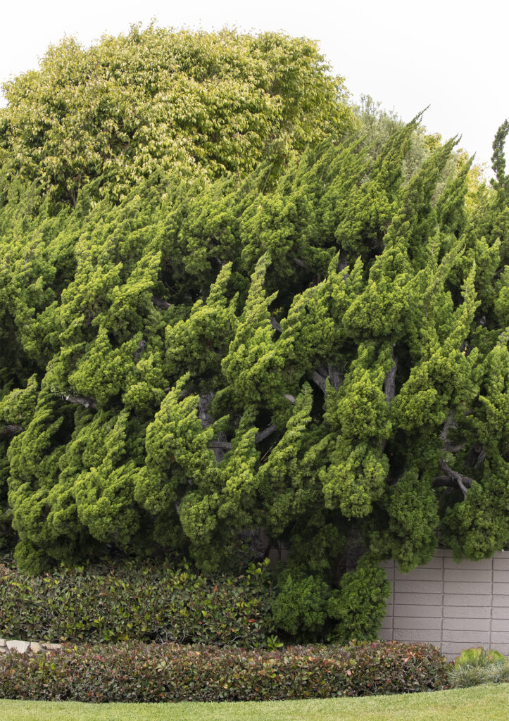 Hollywood Juniper – Desert Horizon Nursery
