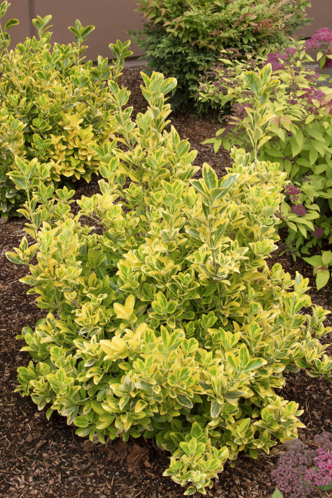 Golden Euonymus – Desert Horizon Nursery