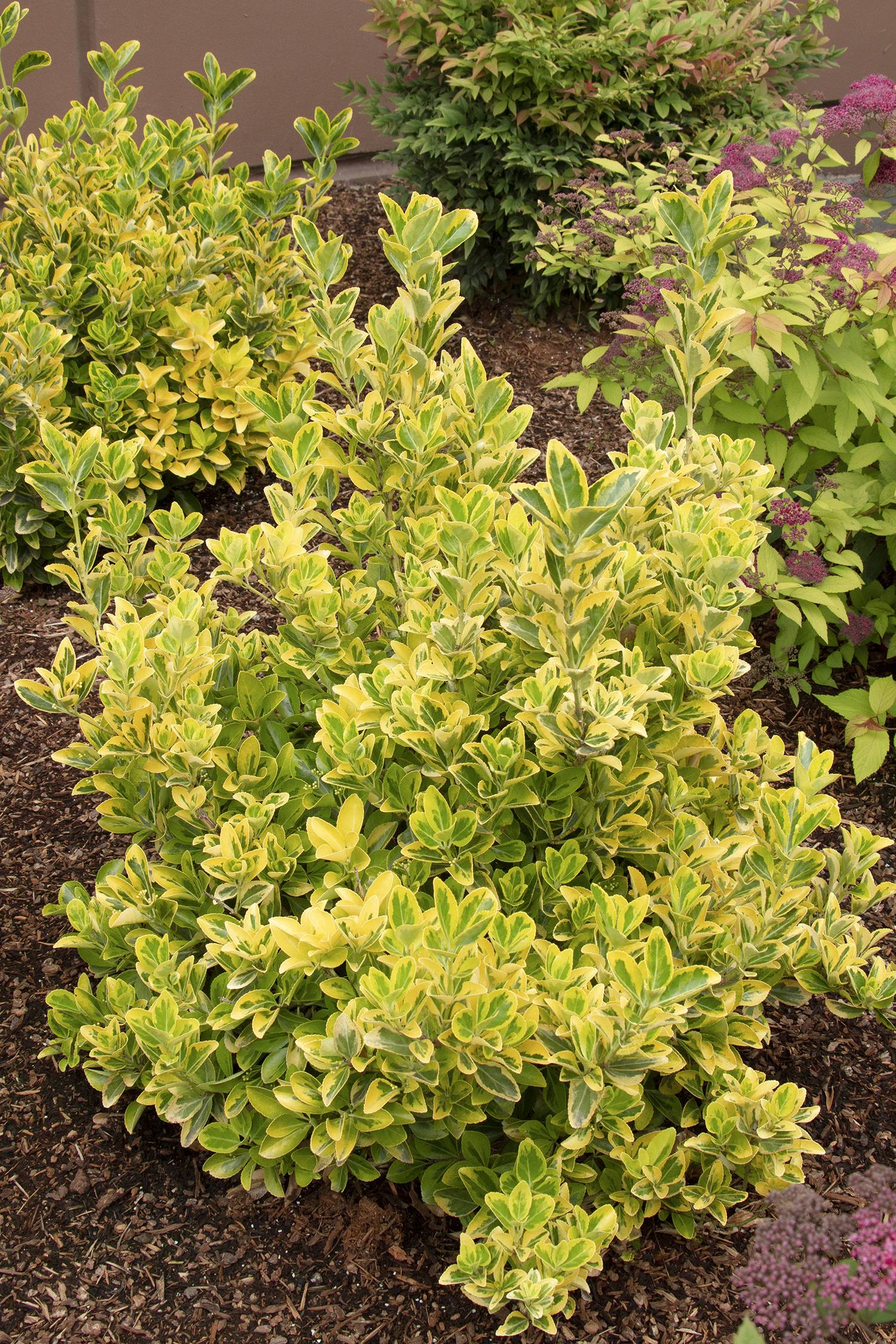 Golden Euonymus – Desert Horizon Nursery