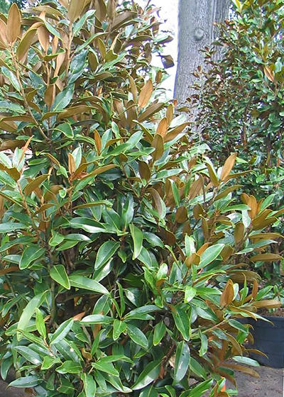 Magnolia – Desert Horizon Nursery