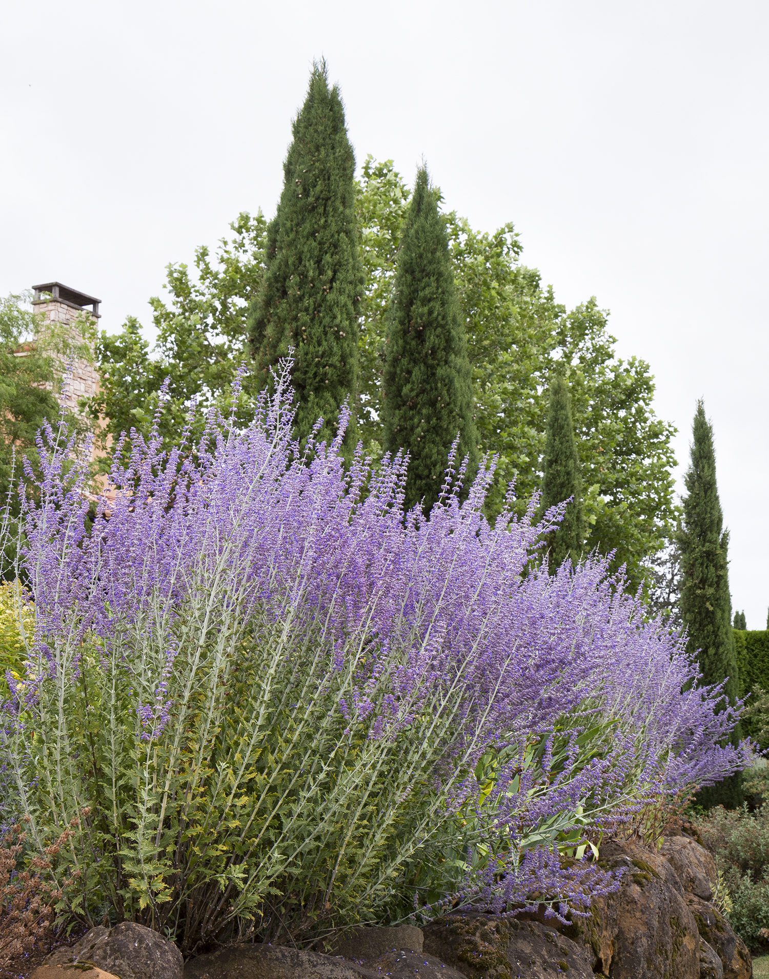 Russian Sage – Desert Horizon Nursery