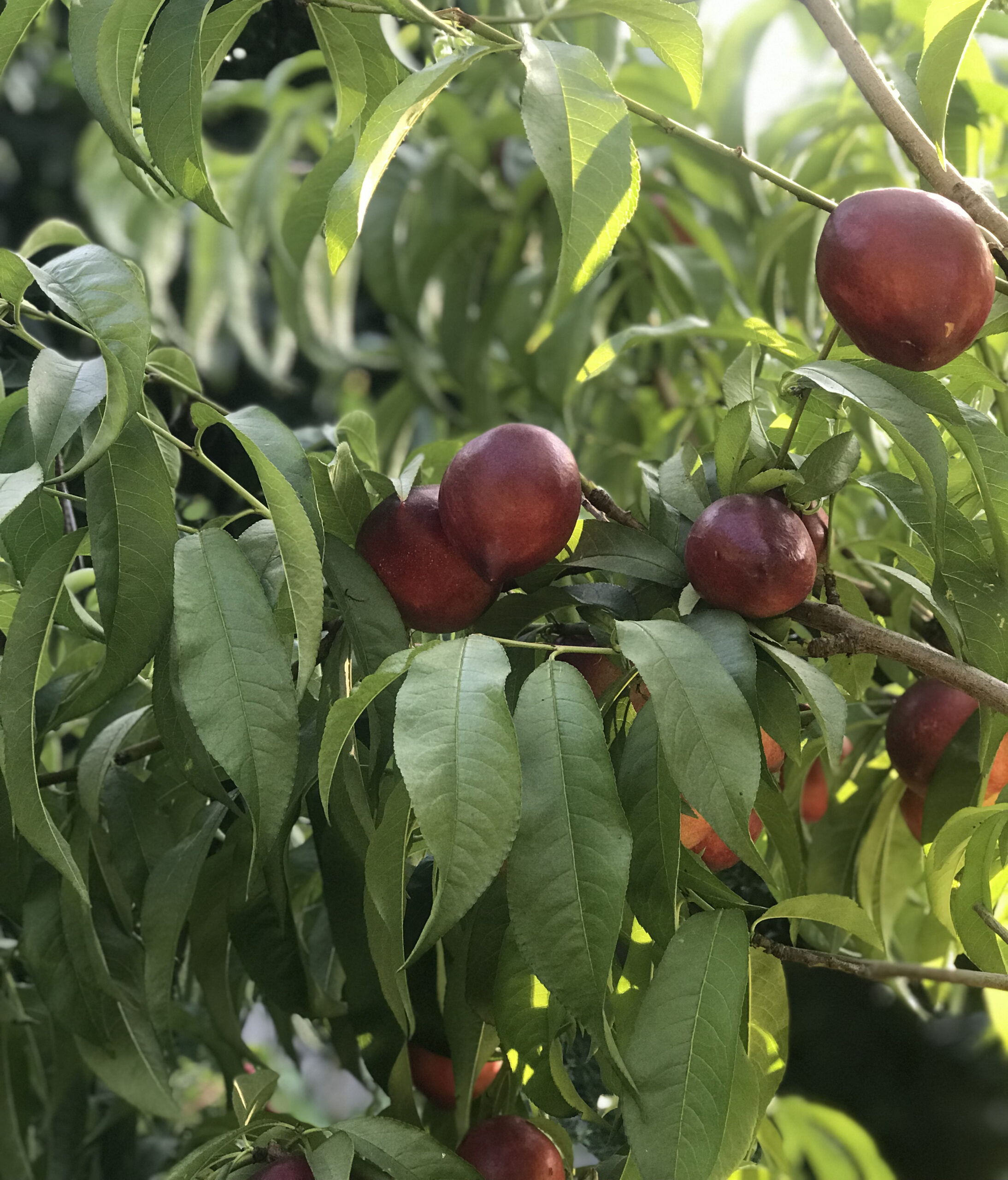 Snow Queen Nectarine – Desert Horizon Nursery