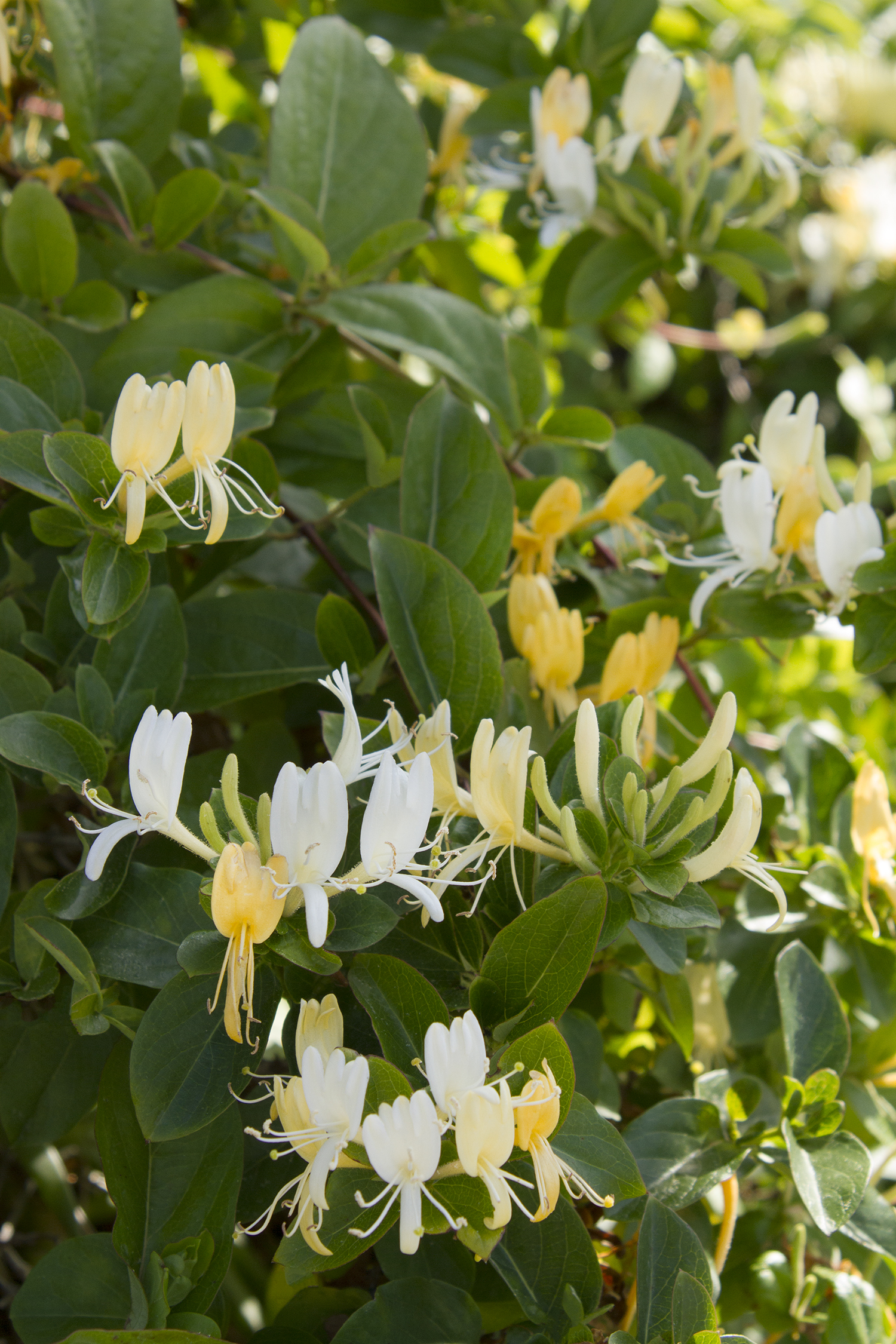 Halls Honeysuckle Vine – Desert Horizon Nursery