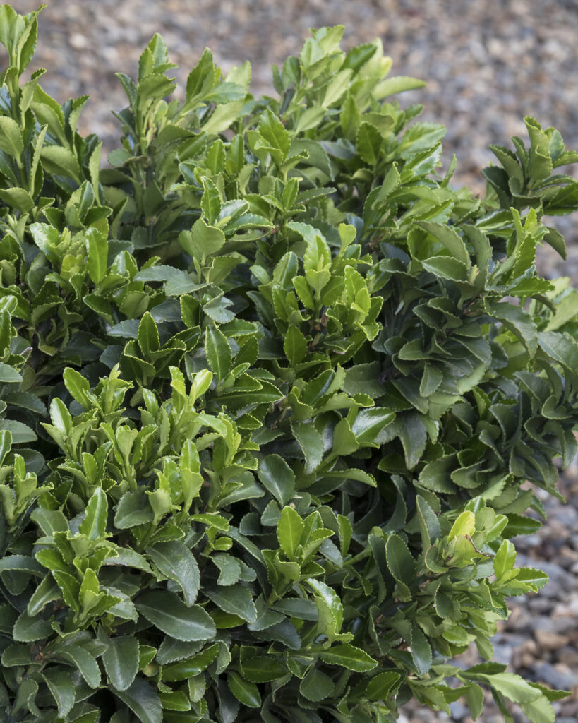 Euonymus – Desert Horizon Nursery