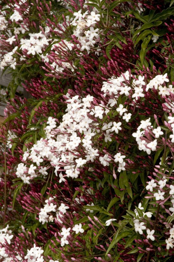 Pink Jasmine Vine – Desert Horizon Nursery