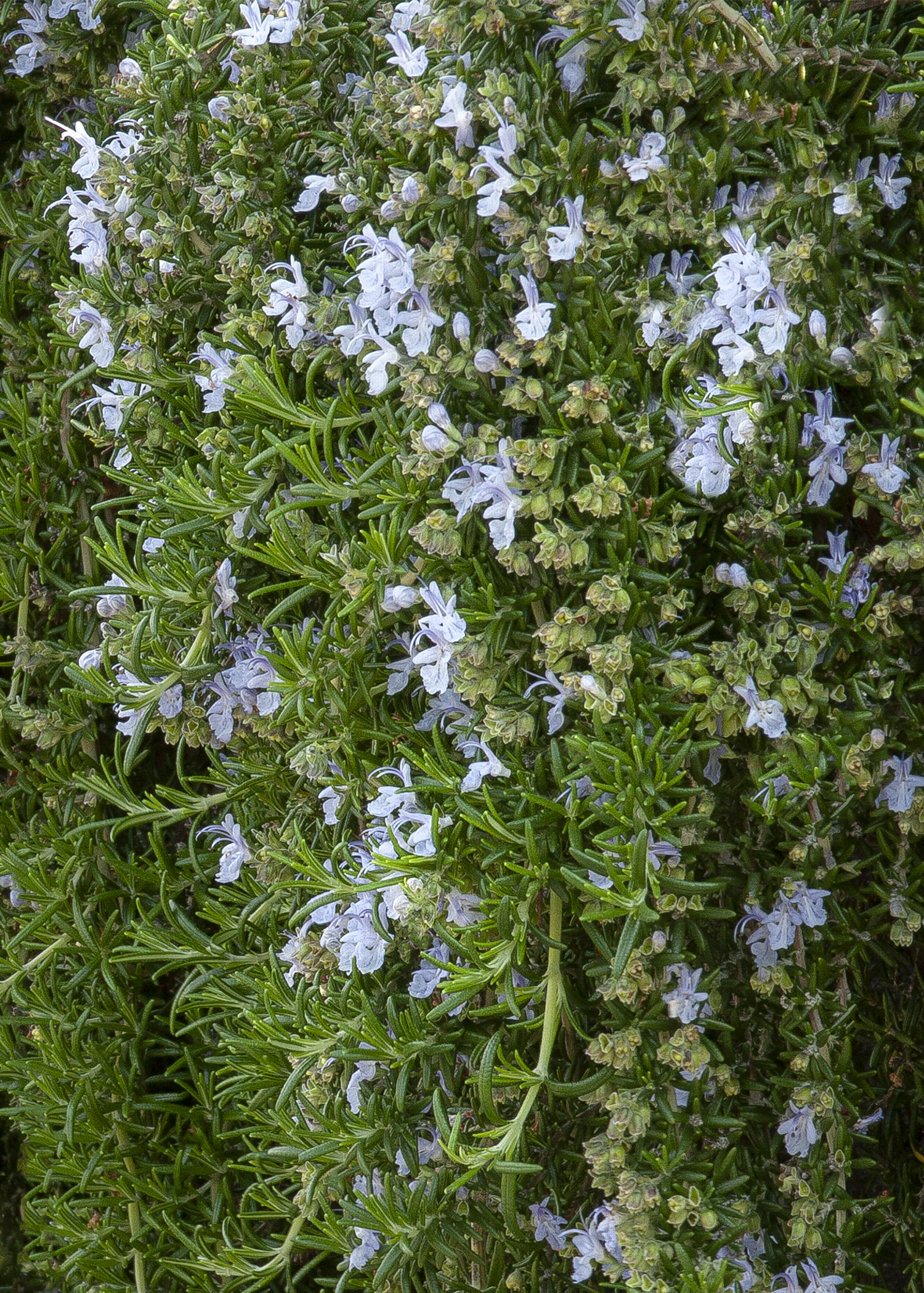 ROSMAR OFF HUNTINGTON CARPET – Desert Horizon Nursery