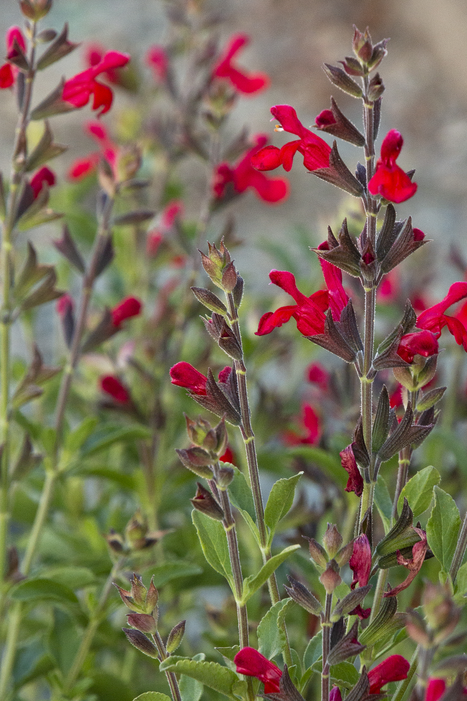 Autumn Sage 'Radio Red' – Desert Horizon Nursery