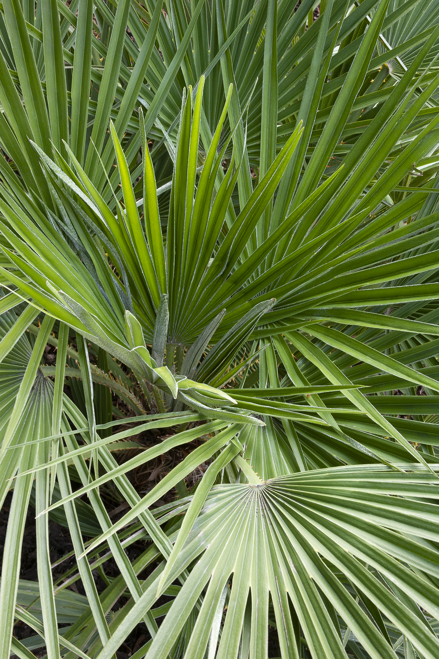 Mediterranean Fan Palm – Desert Horizon Nursery