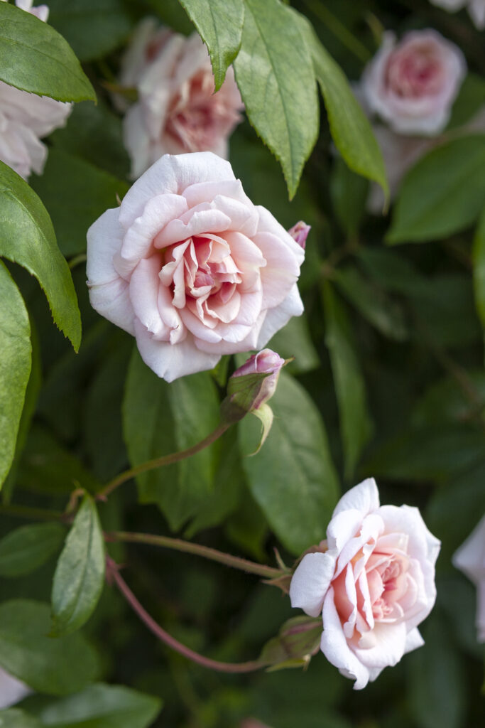 Rosa-cl X Cecile Brunner – Desert Horizon Nursery