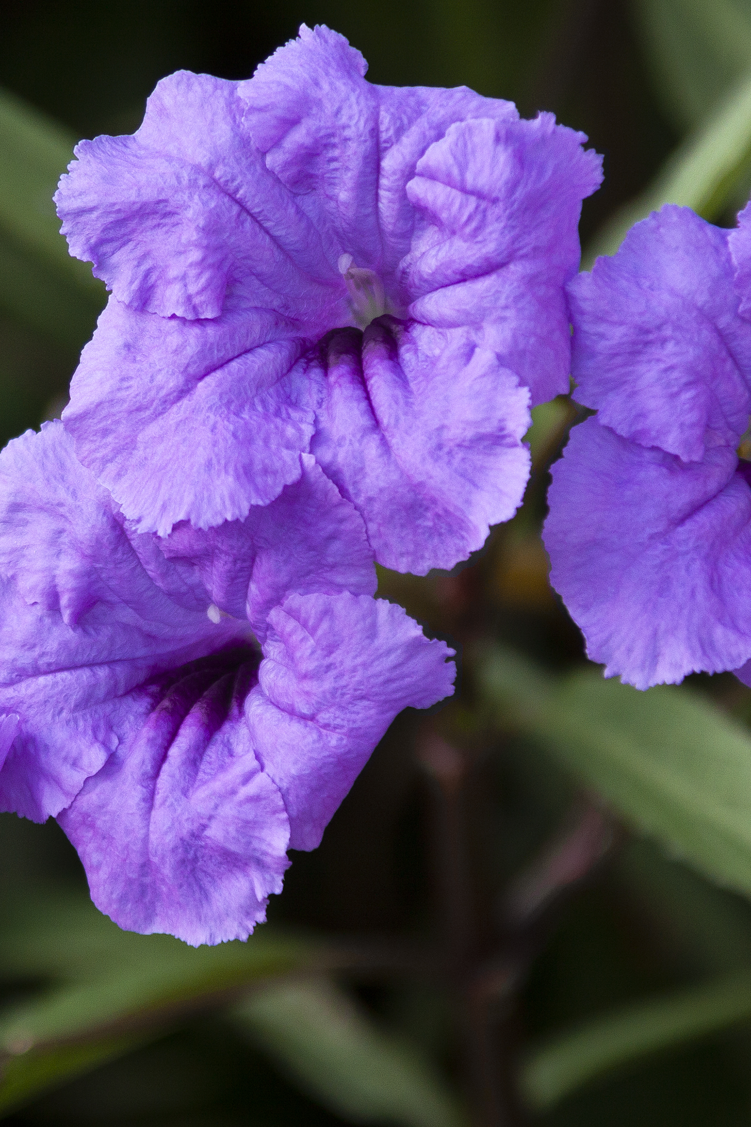 Ruellia Brittoniana – Desert Horizon Nursery