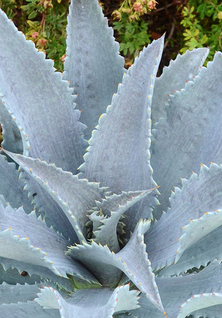 Mangave 'Silver Fox' – Desert Horizon Nursery