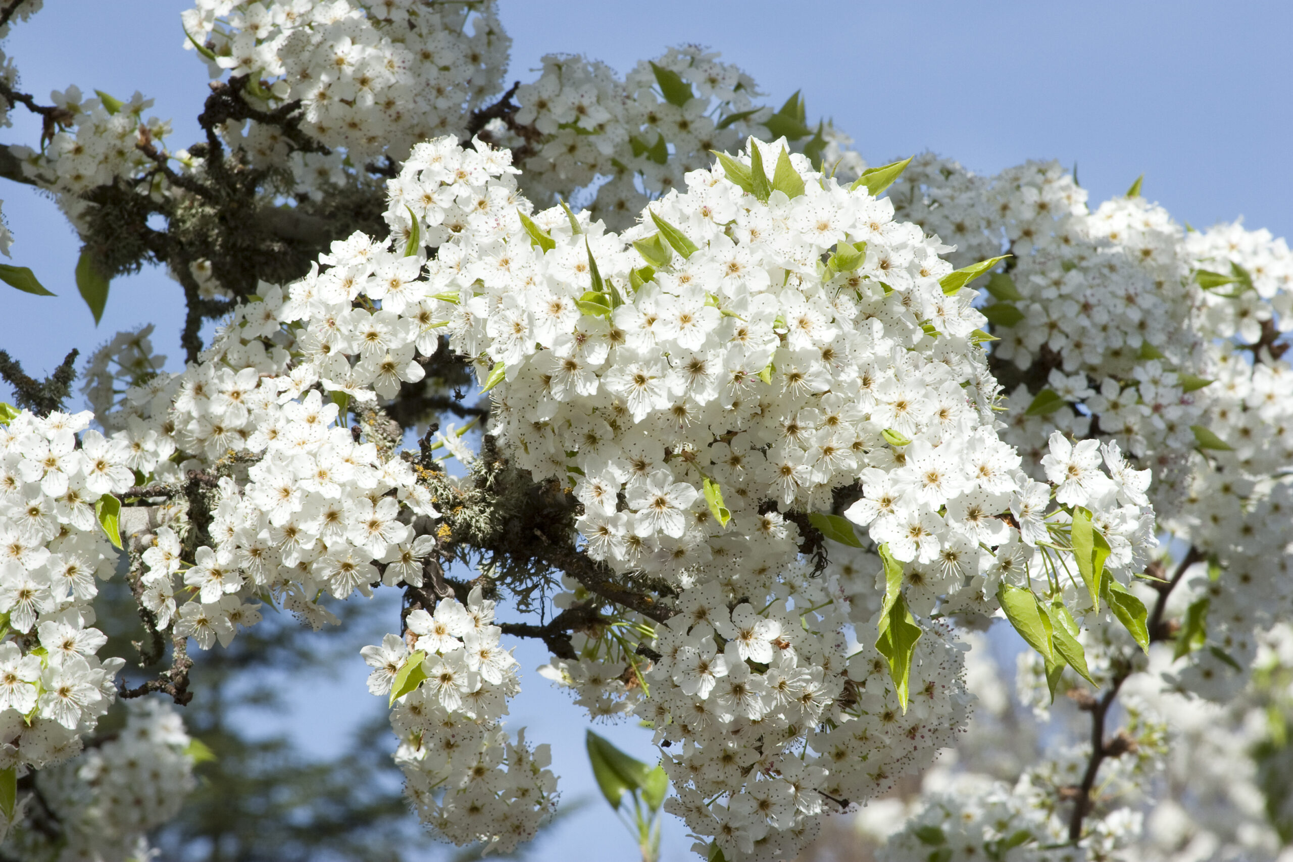 Bradford Pear – Desert Horizon Nursery