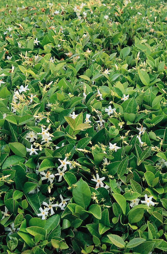Asiatic Jasmine – Desert Horizon Nursery