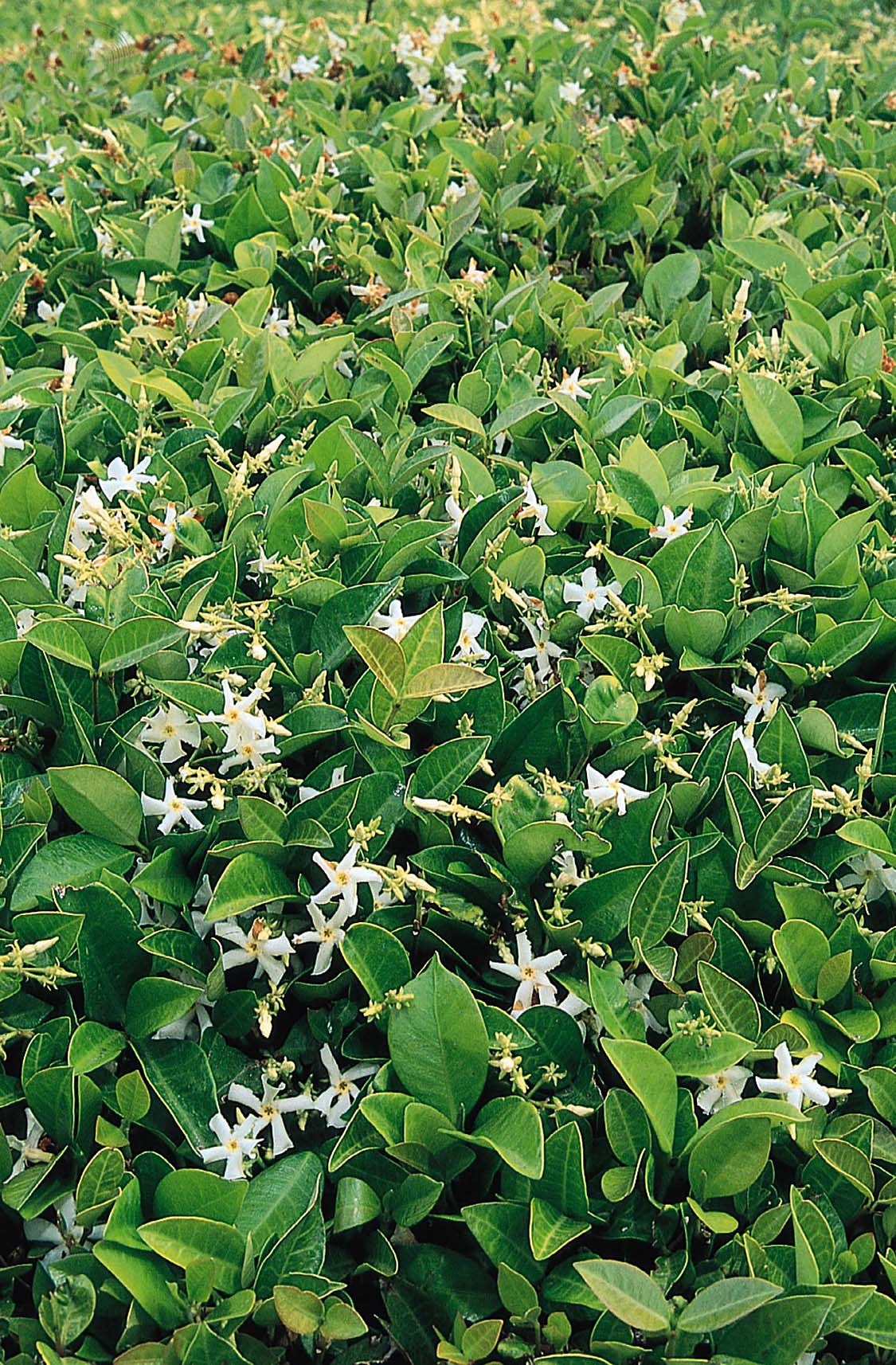 Asiatic Jasmine – Desert Horizon Nursery