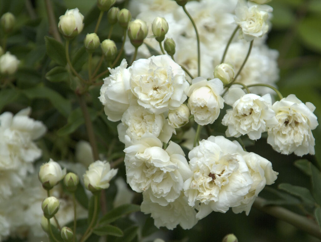 Lady Banks Rose 'White' – Desert Horizon Nursery