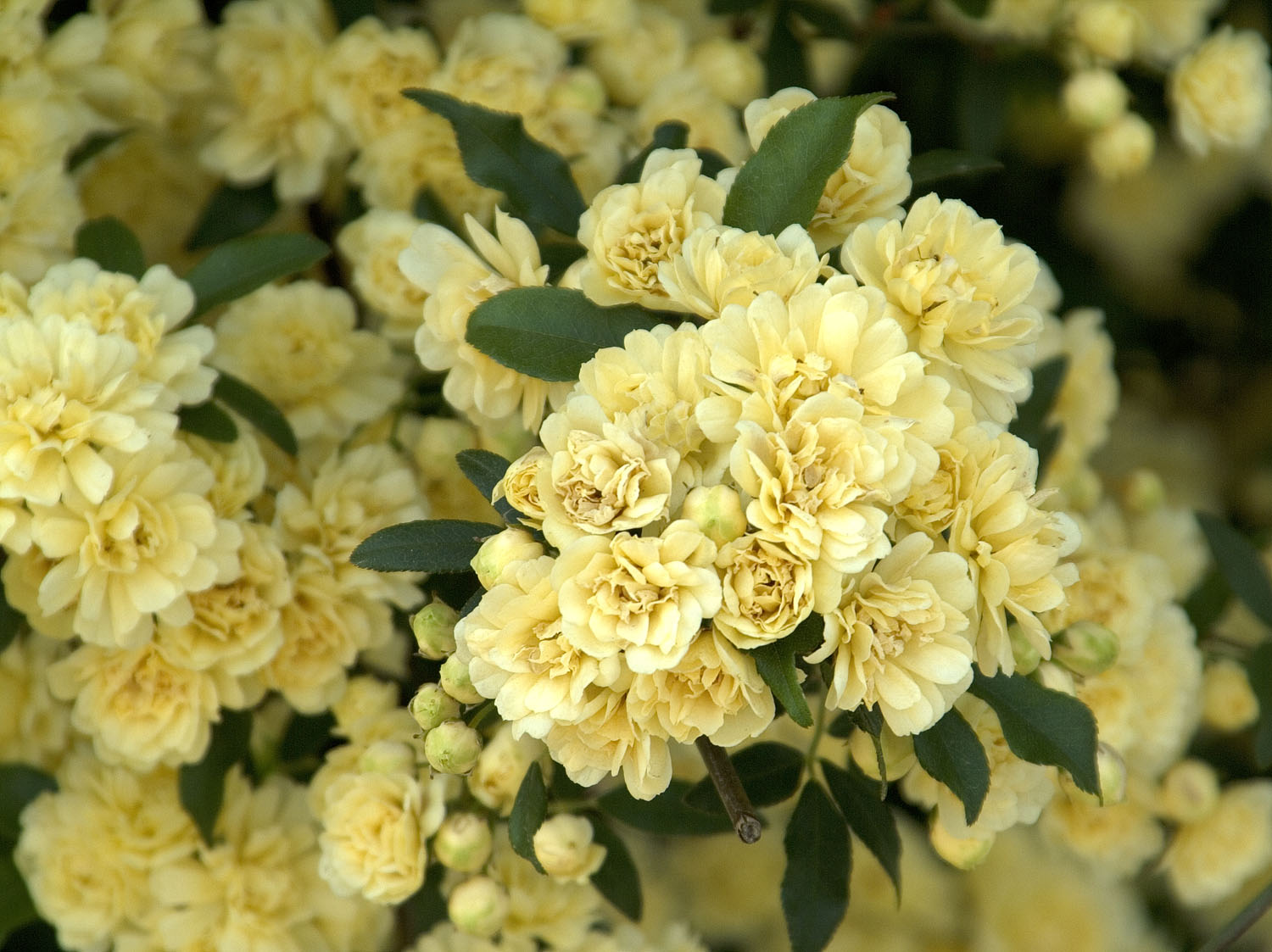 ROSA CL BANKSIAE LUTEA – Desert Horizon Nursery