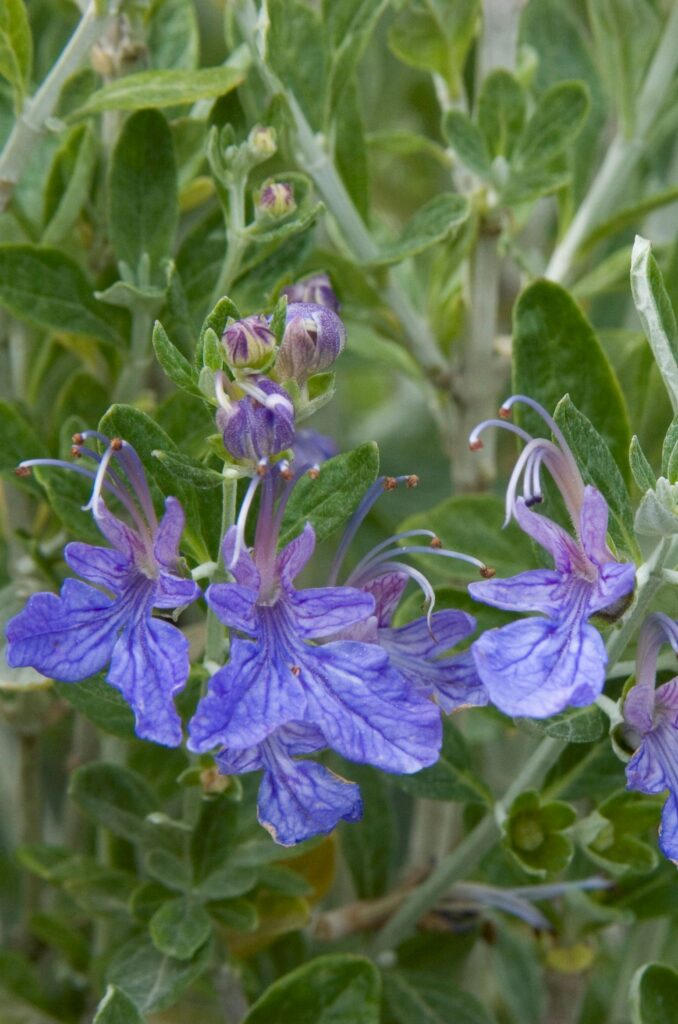 Bush Germander – Desert Horizon Nursery