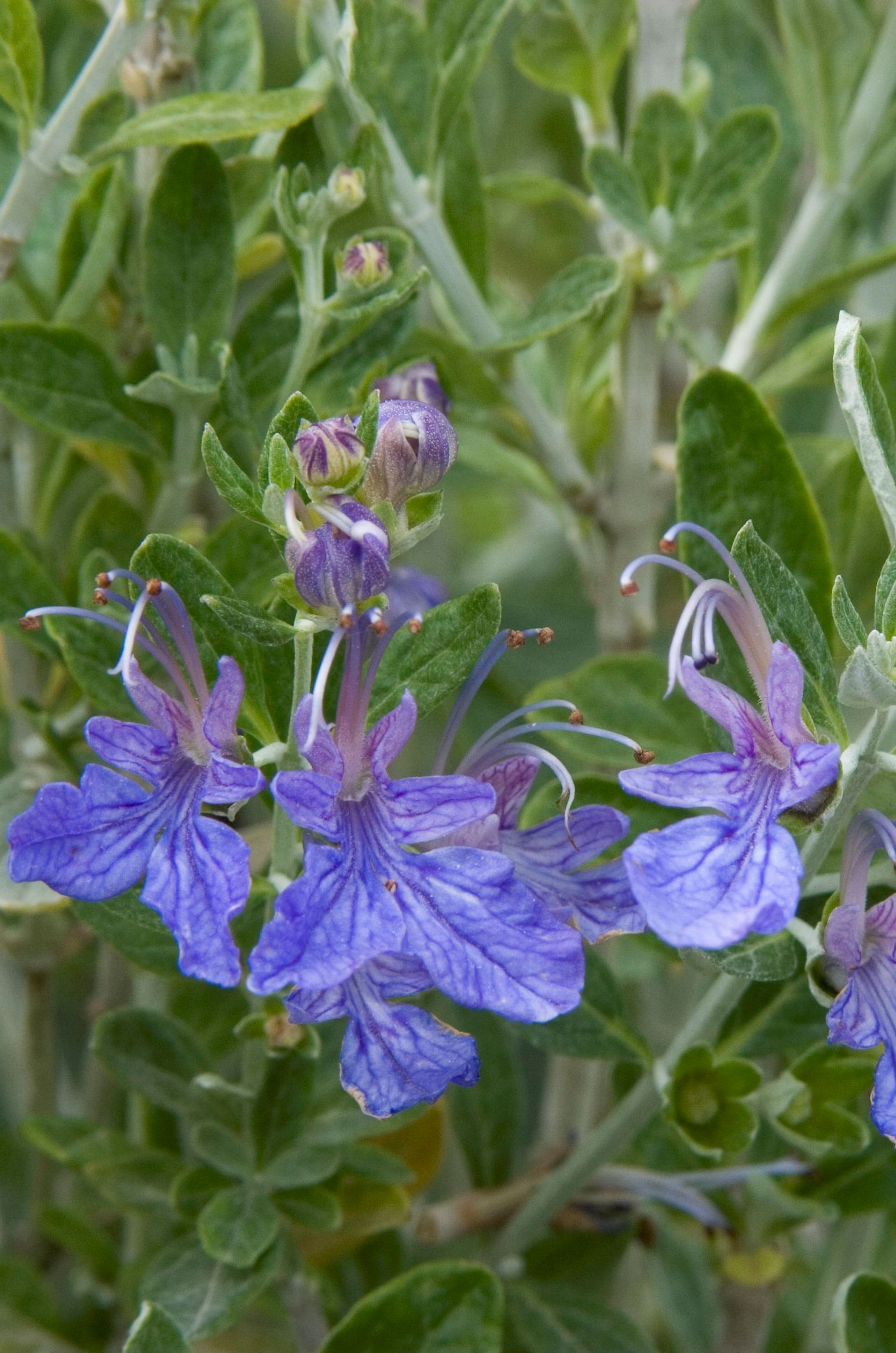 Bush Germander – Desert Horizon Nursery