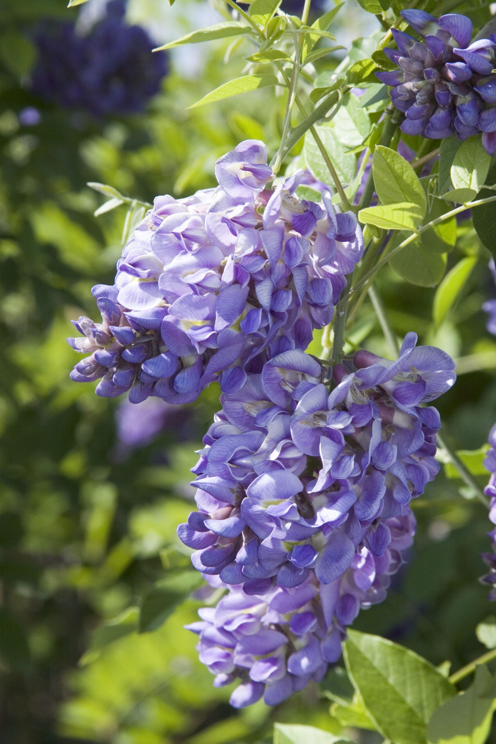 American Wisteria – Desert Horizon Nursery