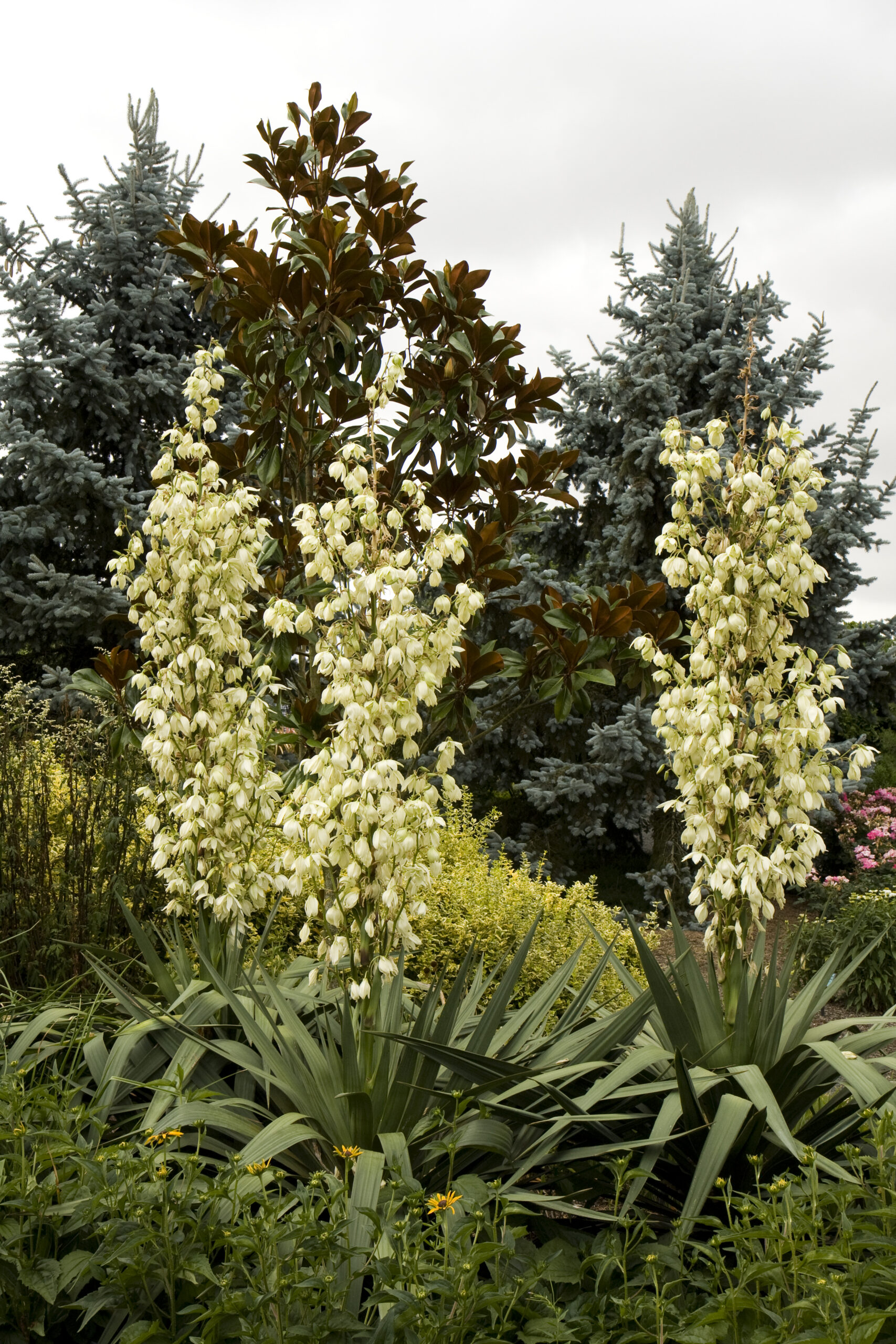 Yucca Recurvifolia – Desert Horizon Nursery