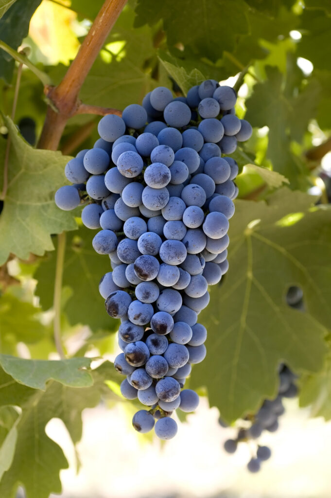 Cabernet Sauvignon Grape Vine – Desert Horizon Nursery
