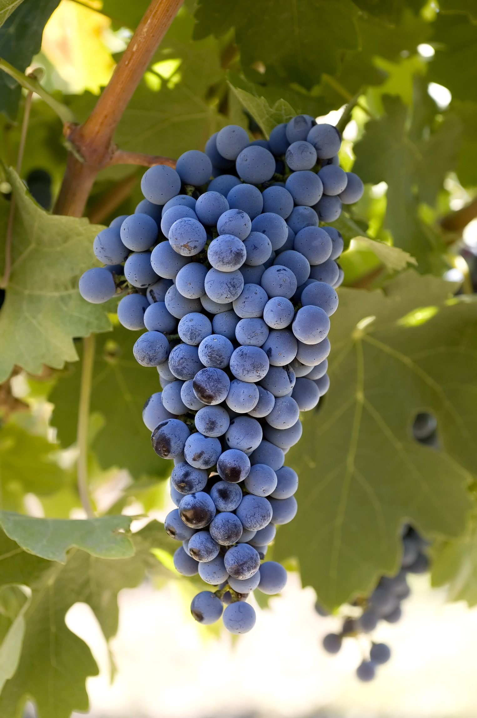 Cabernet Sauvignon Grape Vine – Desert Horizon Nursery