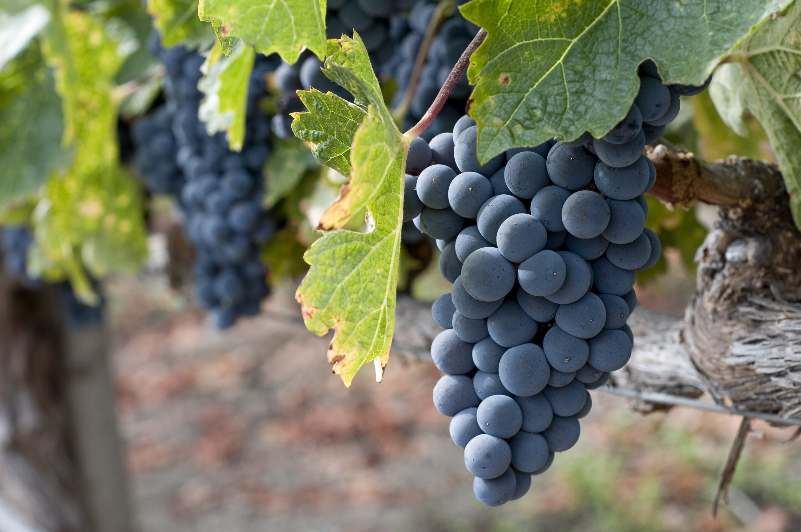 Zinfandel Grape Vine – Desert Horizon Nursery