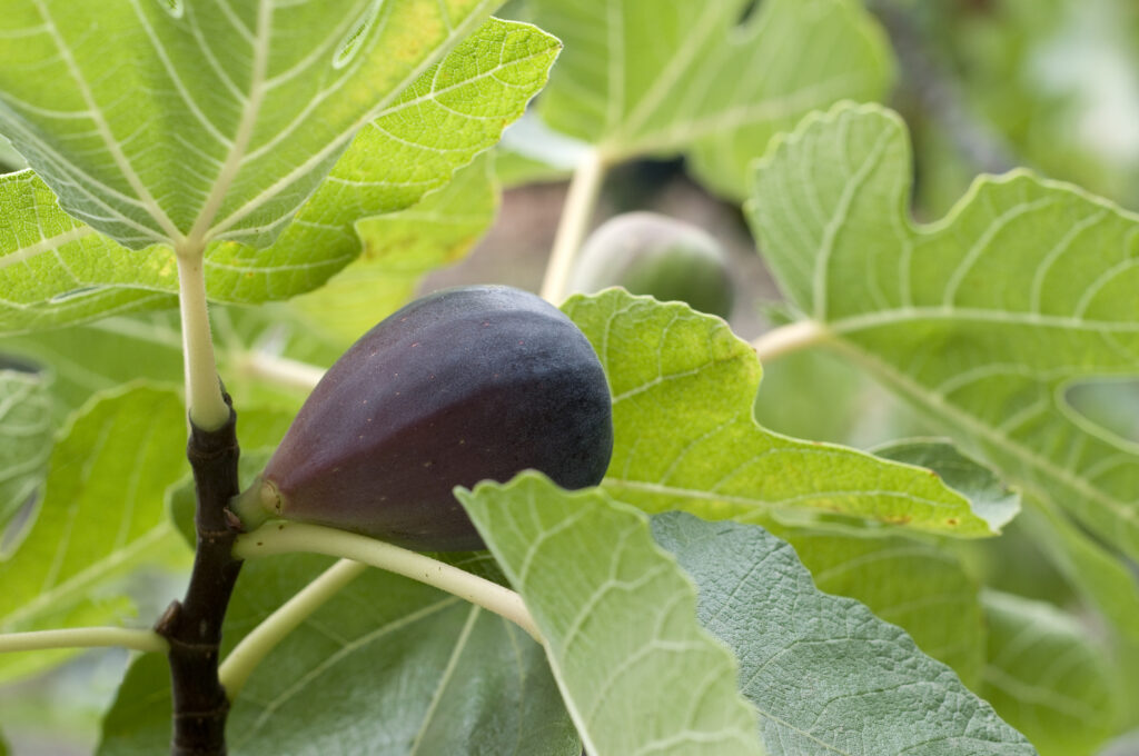 Black Mission Fig – Desert Horizon Nursery