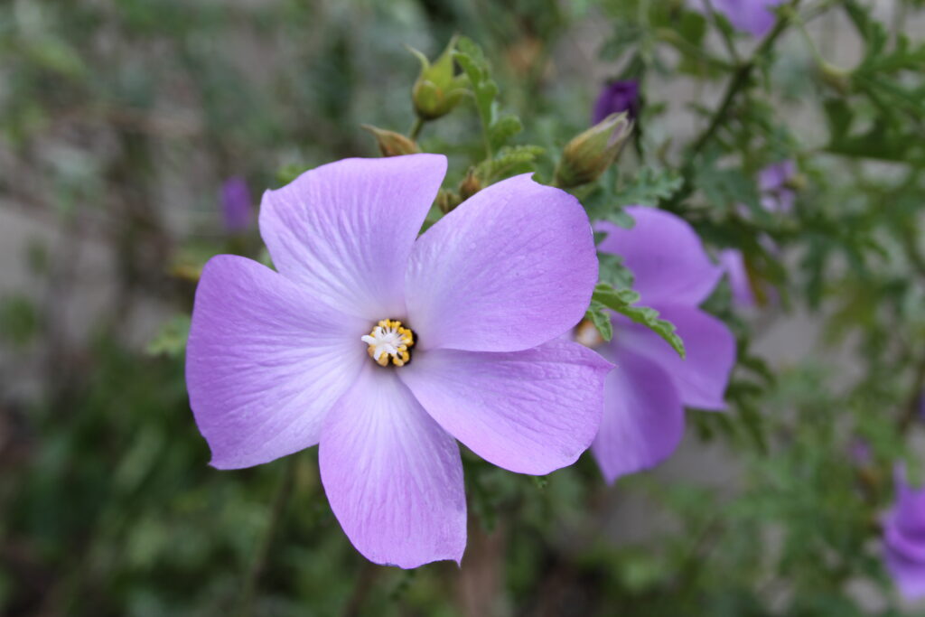 Alyogyne huegelii 'Santa Cruz' – Desert Horizon Nursery