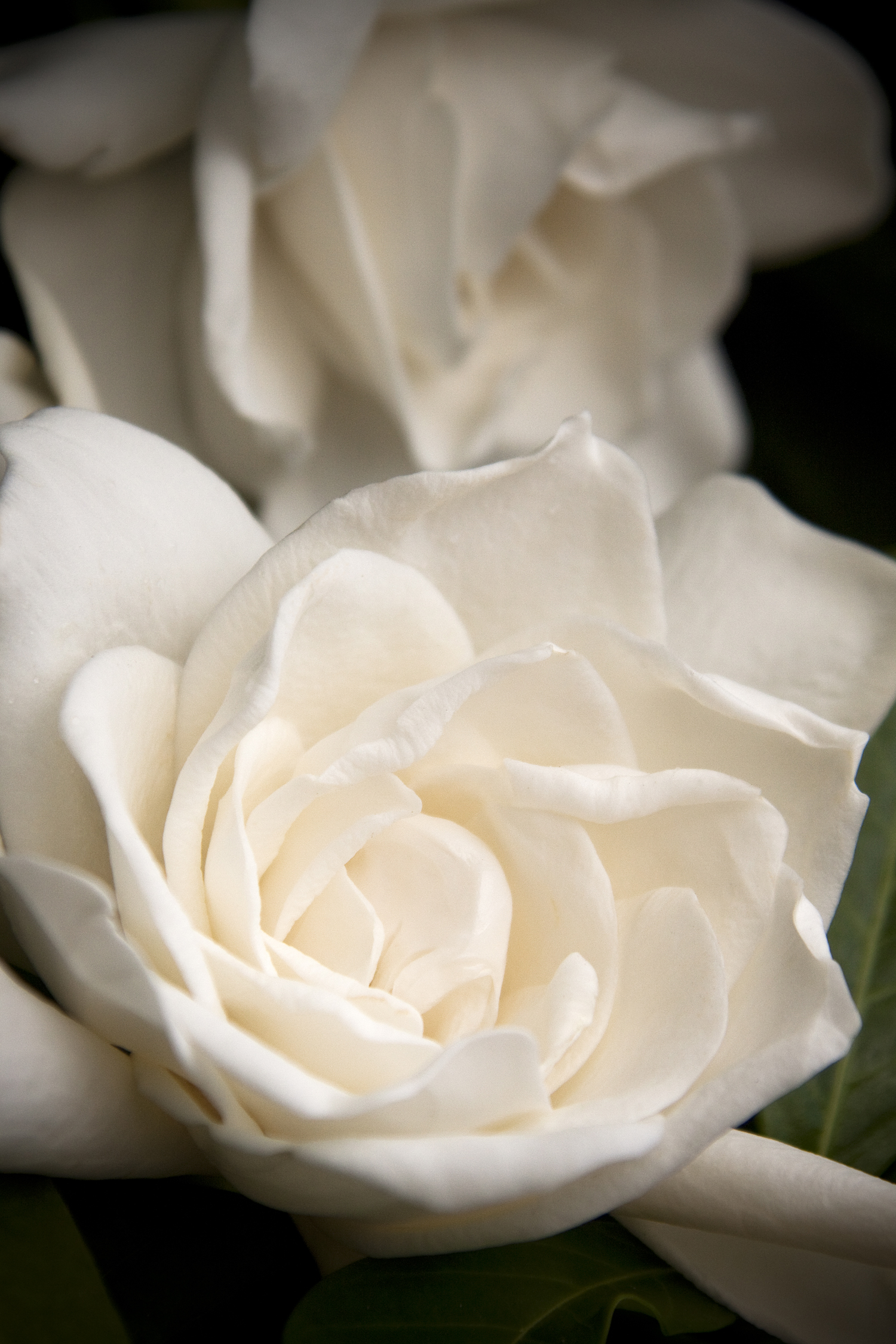 Everblooming Gardenia – Desert Horizon Nursery