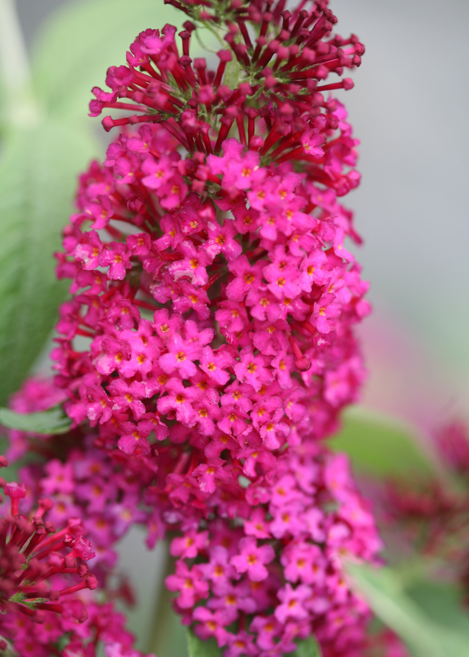 Bud Miss Molly PP – Desert Horizon Nursery