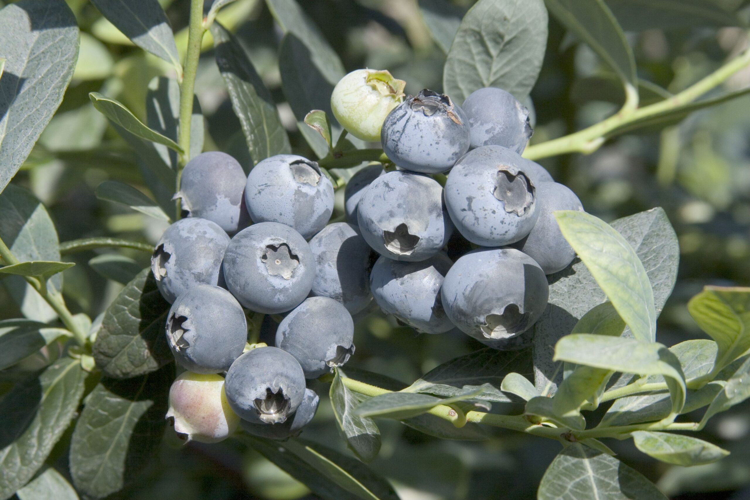Misty Southern Blueberry – Desert Horizon Nursery
