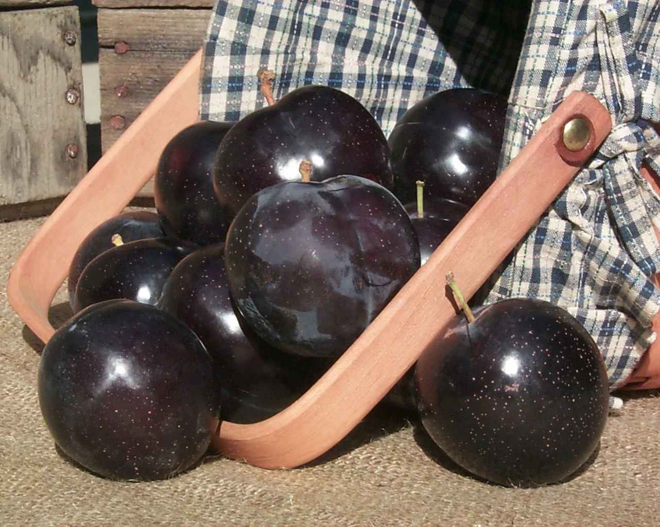 Burgundy Plum – Desert Horizon Nursery