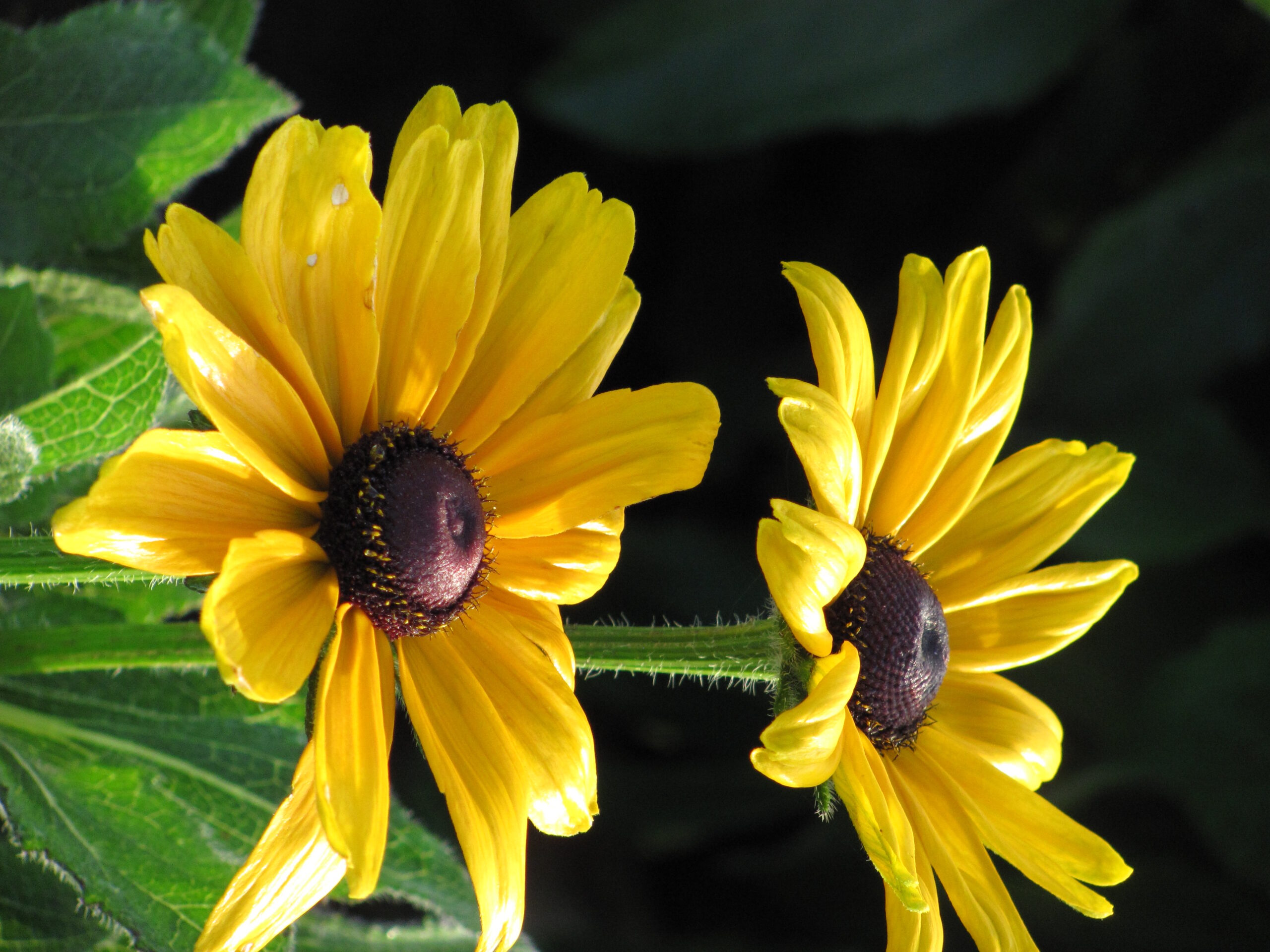 Black-Eyed Susan Orange – Desert Horizon Nursery