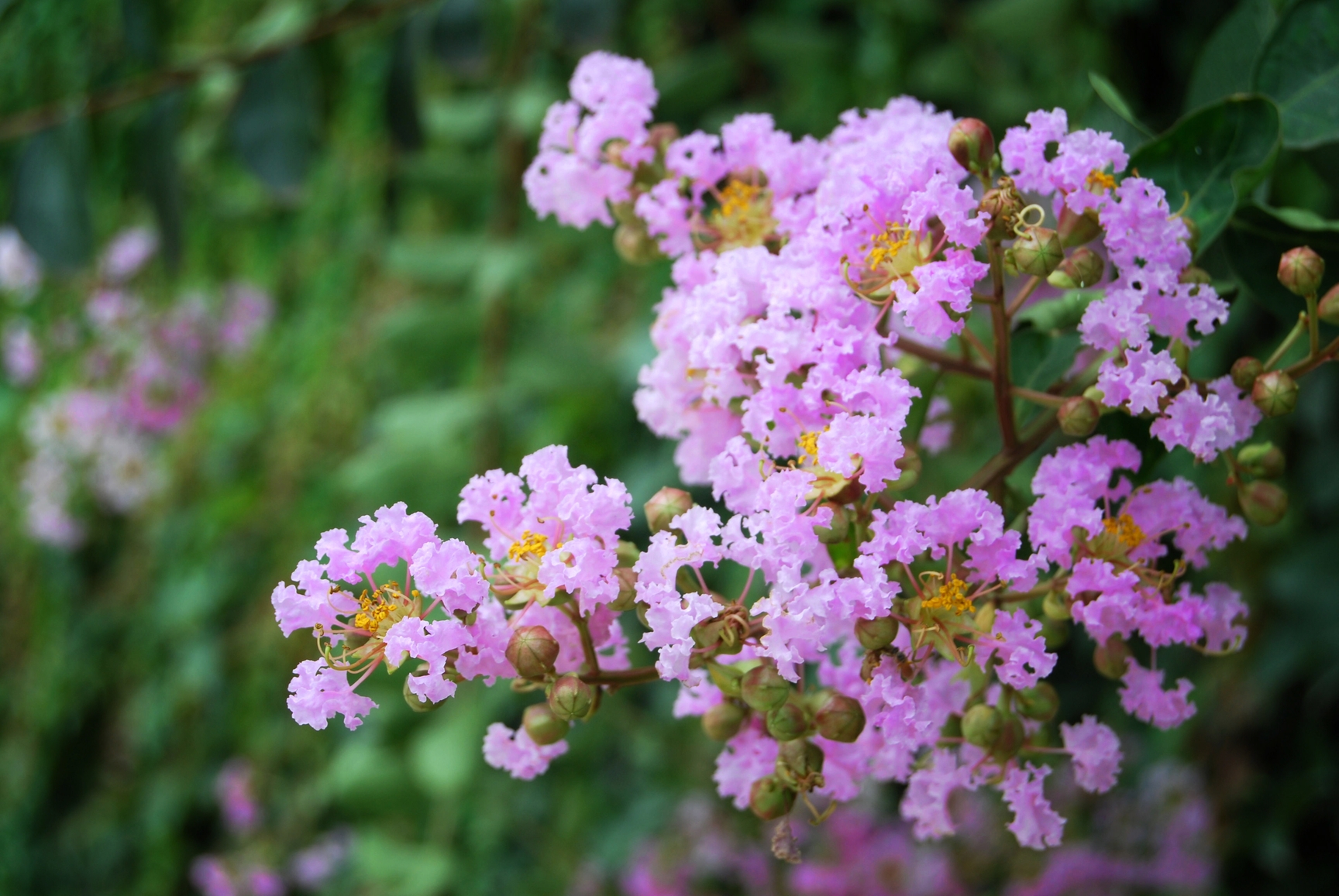 Crape Myrtle Muskogee (Lav) – Desert Horizon Nursery