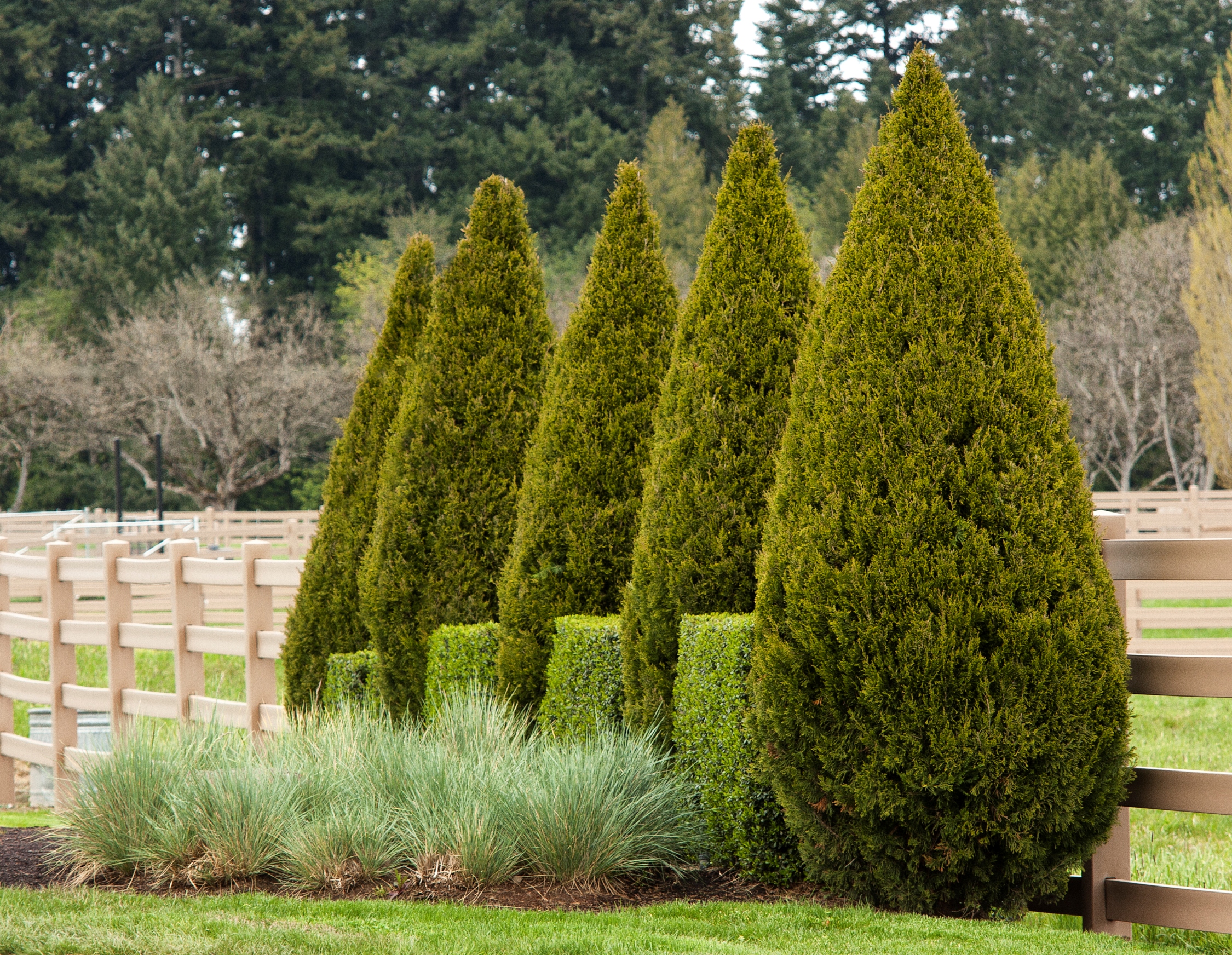 Spartan Juniper (3-Ball Poodle Topiary) – Desert Horizon Nursery